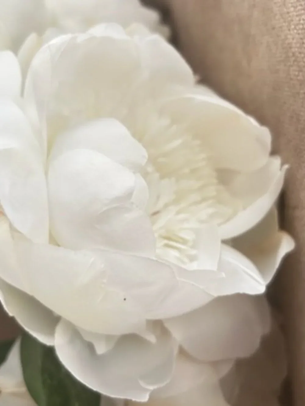 10 Life Like White Faux Peonies With Lush Layered Petals and Flexible Stems